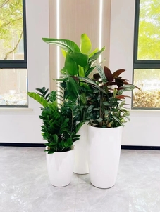 宁波慈溪花卉出租价格